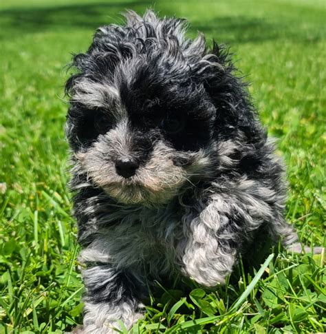 Appearance The chocolate merle colored puppy features. . Merle maltipoo